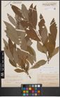 Foto von Salix cinerea L. x Salix viminalis L.